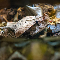 Close-up of frog on land