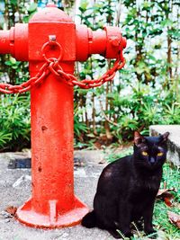 Black cat on red outdoors