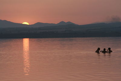 Silhouette swans swimming in lake against sky during sunset