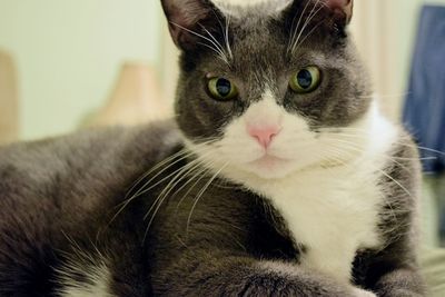 Close-up portrait of cat