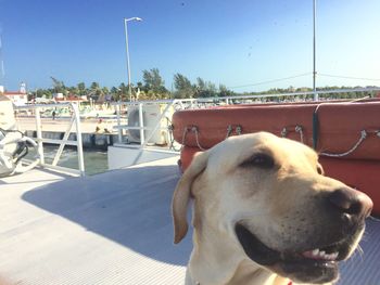 Dog looking at camera