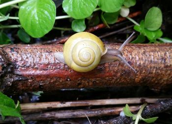 Close-up of snail