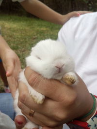 Close-up of hand holding white cat