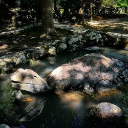 Stream flowing through forest