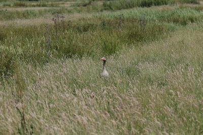 Side view of a bird on grass