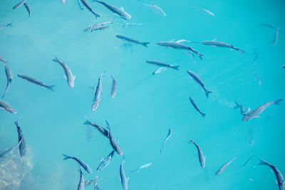 Fish swimming in sea