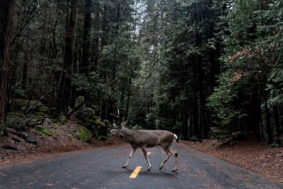 Side view of stag crossing road in forest
