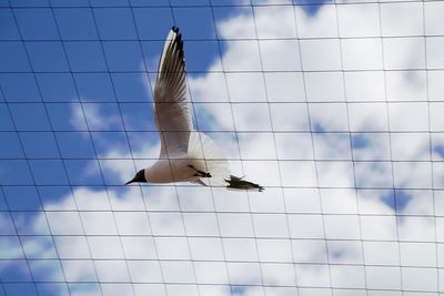 Low angle view of black-headed gulls flying against sky seen through net