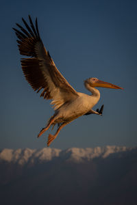 Close-up of bird flying against sky