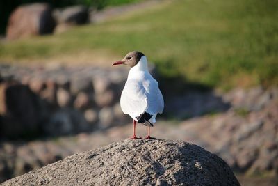 Close-up of seagull perching on rock