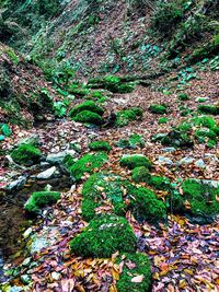 High angle view of leaves on tree in forest