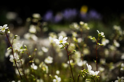 Flowers blooming in sunlight