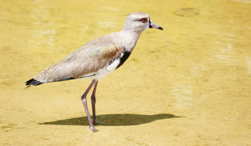 Close-up of a bird on the beach