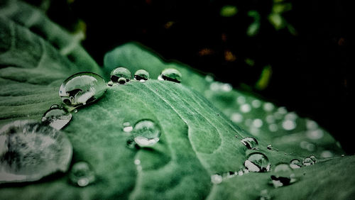 Close-up of raindrops on leaves