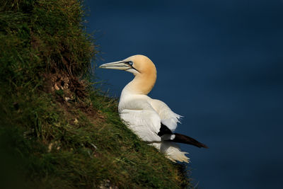 Gannet perching on rock