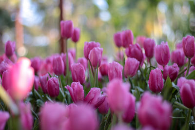 Close-up of pink flowering plants in park