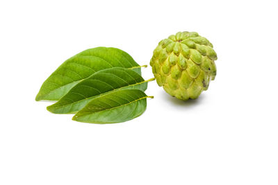 High angle view of green leaves against white background