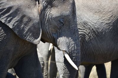 Elephants walking on field