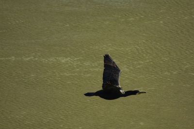 High angle view of bird flying over lake