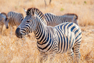 Zebra standing on field