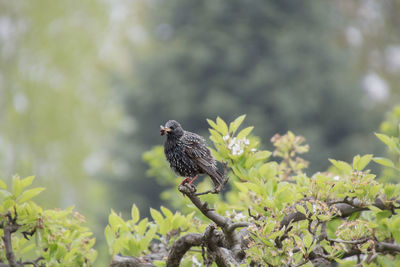 Close-up of sparrow perching on tree
