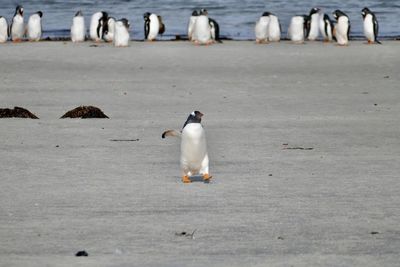 High angle view of seagull walking on beach