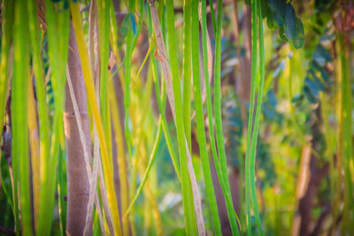 Close-up of plants growing on field