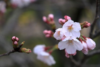 Close-up of pink cherry blossoms