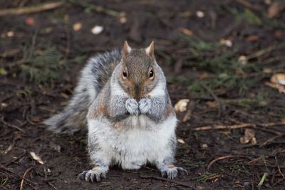 Portrait of squirrel