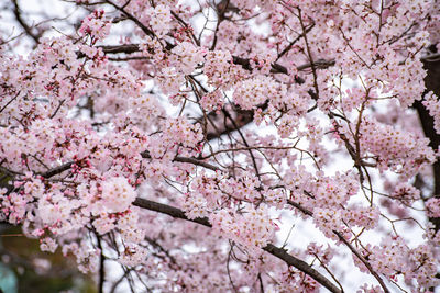 Low angle view of cherry blossom