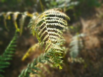 Close-up of fern