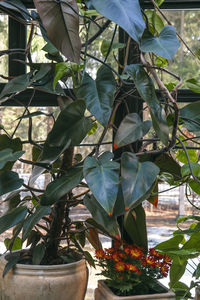 Close-up of potted plant