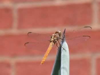 Close-up of insect