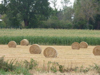Hay bales on field