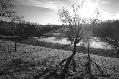 Bare trees on field against sky