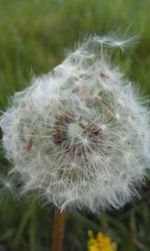 Close-up of dandelion