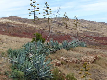 Plants growing on land against sky