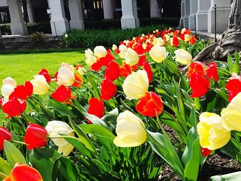 Close-up of flowers and plants
