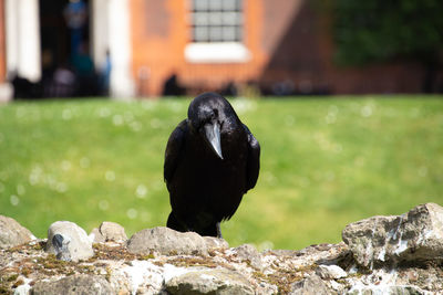 Crow staring at the camera at the tower of london