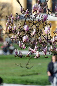 Close-up of pink flowering plant in park