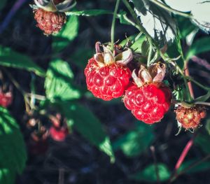 Close-up of strawberries on tree