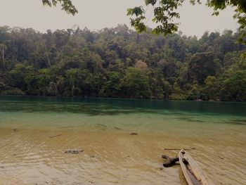 Scenic view of lake in forest
