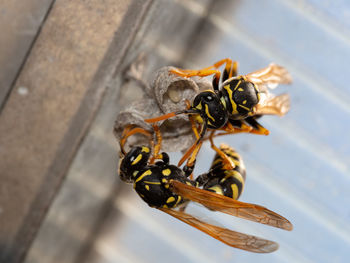 High angle view of bee