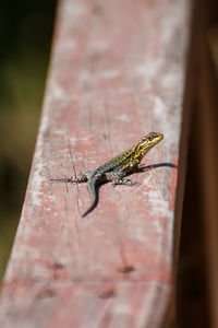 Close-up of lizard on leaf
