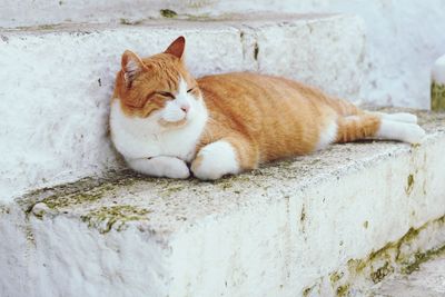 Cat lying on retaining wall