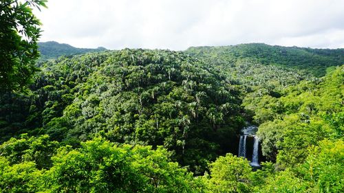 Scenic view of forest against sky