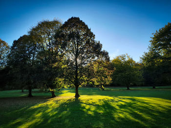 Trees in park against sky