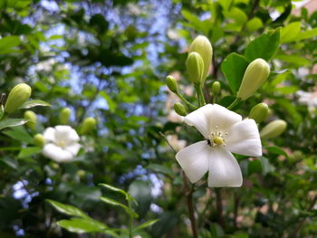 Close-up of white flowering plant