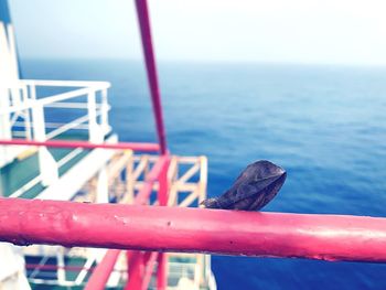 Close-up of lizard on railing against sea