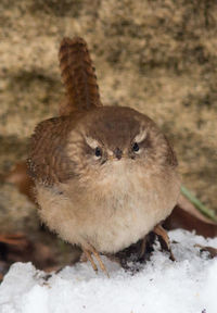 Close-up of bird on field